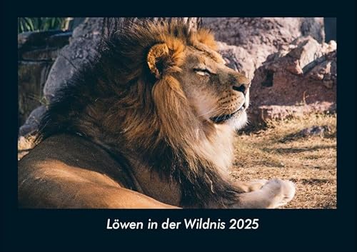 Löwen in der Wildnis 2025 Fotokalender DIN A4: Monatskalender mit Bild-Motiven von Haustieren, Bauernhof, wilden Tieren und Raubtieren Löwen in der Wildnis 2025 Fotokalender DIN A4: Monatskalender mit Bild-Motiven von Haustieren, Bauernhof, wilden Tieren und Raubtieren