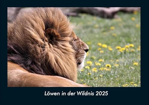 Löwen in der Wildnis 2025 Fotokalender DIN A4: Monatskalender mit Bild-Motiven von Haustieren, Bauernhof, wilden Tieren und Raubtieren Löwen in der Wildnis 2025 Fotokalender DIN A4: Monatskalender mit Bild-Motiven von Haustieren, Bauernhof, wilden Tieren und Raubtieren