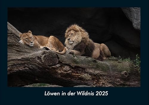 Löwen in der Wildnis 2025 Fotokalender DIN A4: Monatskalender mit Bild-Motiven von Haustieren, Bauernhof, wilden Tieren und Raubtieren Löwen in der Wildnis 2025 Fotokalender DIN A4: Monatskalender mit Bild-Motiven von Haustieren, Bauernhof, wilden Tieren und Raubtieren