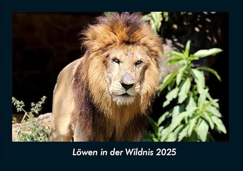 Löwen in der Wildnis 2025 Fotokalender DIN A4: Monatskalender mit Bild-Motiven von Haustieren, Bauernhof, wilden Tieren und Raubtieren Löwen in der Wildnis 2025 Fotokalender DIN A4: Monatskalender mit Bild-Motiven von Haustieren, Bauernhof, wilden Tieren und Raubtieren
