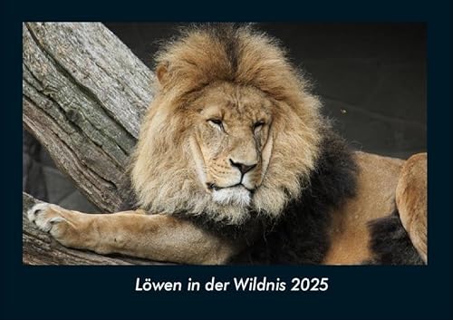 Löwen in der Wildnis 2025 Fotokalender DIN A4: Monatskalender mit Bild-Motiven von Haustieren, Bauernhof, wilden Tieren und Raubtieren Löwen in der Wildnis 2025 Fotokalender DIN A4: Monatskalender mit Bild-Motiven von Haustieren, Bauernhof, wilden Tieren und Raubtieren