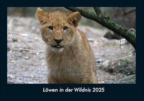 Löwen in der Wildnis 2025 Fotokalender DIN A4: Monatskalender mit Bild-Motiven von Haustieren, Bauernhof, wilden Tieren und Raubtieren Löwen in der Wildnis 2025 Fotokalender DIN A4: Monatskalender mit Bild-Motiven von Haustieren, Bauernhof, wilden Tieren und Raubtieren