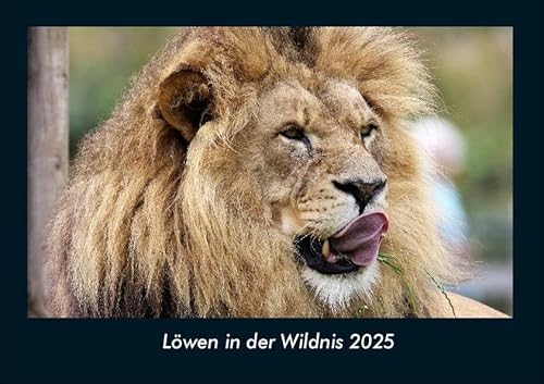 Löwen in der Wildnis 2025 Fotokalender DIN A4: Monatskalender mit Bild-Motiven von Haustieren, Bauernhof, wilden Tieren und Raubtieren Löwen in der Wildnis 2025 Fotokalender DIN A4: Monatskalender mit Bild-Motiven von Haustieren, Bauernhof, wilden Tieren und Raubtieren