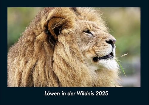 Löwen in der Wildnis 2025 Fotokalender DIN A4: Monatskalender mit Bild-Motiven von Haustieren, Bauernhof, wilden Tieren und Raubtieren Löwen in der Wildnis 2025 Fotokalender DIN A4: Monatskalender mit Bild-Motiven von Haustieren, Bauernhof, wilden Tieren und Raubtieren
