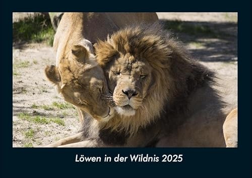 Löwen in der Wildnis 2025 Fotokalender DIN A4: Monatskalender mit Bild-Motiven von Haustieren, Bauernhof, wilden Tieren und Raubtieren Löwen in der Wildnis 2025 Fotokalender DIN A4: Monatskalender mit Bild-Motiven von Haustieren, Bauernhof, wilden Tieren und Raubtieren