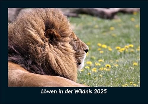 Löwen in der Wildnis 2025 Fotokalender DIN A5: Monatskalender mit Bild-Motiven von Haustieren, Bauernhof, wilden Tieren und Raubtieren Löwen in der Wildnis 2025 Fotokalender DIN A5: Monatskalender mit Bild-Motiven von Haustieren, Bauernhof, wilden Tieren und Raubtieren