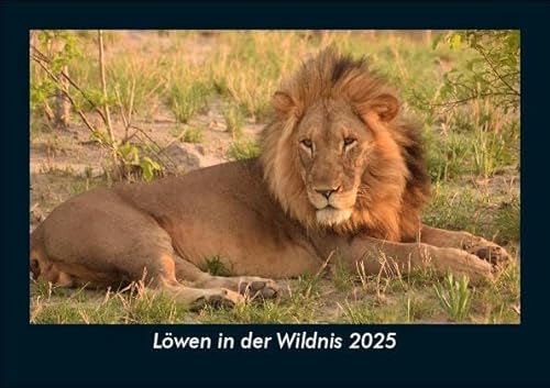 Löwen in der Wildnis 2025 Fotokalender DIN A5: Monatskalender mit Bild-Motiven von Haustieren, Bauernhof, wilden Tieren und Raubtieren Löwen in der Wildnis 2025 Fotokalender DIN A5: Monatskalender mit Bild-Motiven von Haustieren, Bauernhof, wilden Tieren und Raubtieren