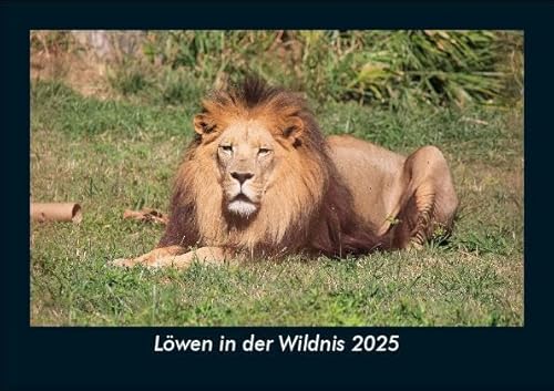 Löwen in der Wildnis 2025 Fotokalender DIN A5: Monatskalender mit Bild-Motiven von Haustieren, Bauernhof, wilden Tieren und Raubtieren