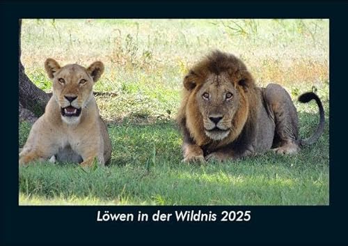 Löwen in der Wildnis 2025 Fotokalender DIN A5: Monatskalender mit Bild-Motiven von Haustieren, Bauernhof, wilden Tieren und Raubtieren Löwen in der Wildnis 2025 Fotokalender DIN A5: Monatskalender mit Bild-Motiven von Haustieren, Bauernhof, wilden Tieren und Raubtieren