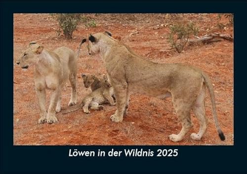 Löwen in der Wildnis 2025 Fotokalender DIN A5: Monatskalender mit Bild-Motiven von Haustieren, Bauernhof, wilden Tieren und Raubtieren Löwen in der Wildnis 2025 Fotokalender DIN A5: Monatskalender mit Bild-Motiven von Haustieren, Bauernhof, wilden Tieren und Raubtieren