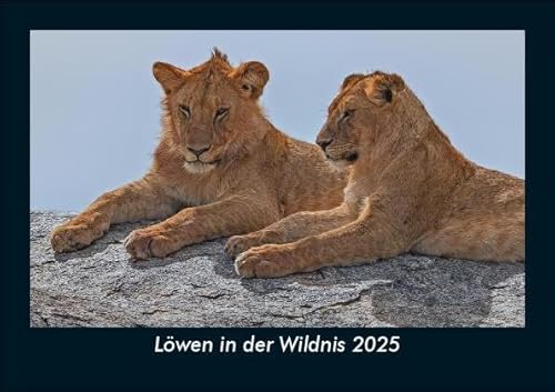 Löwen in der Wildnis 2025 Fotokalender DIN A5: Monatskalender mit Bild-Motiven von Haustieren, Bauernhof, wilden Tieren und Raubtieren