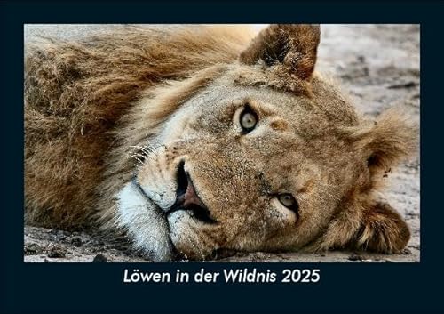 Löwen in der Wildnis 2025 Fotokalender DIN A5: Monatskalender mit Bild-Motiven von Haustieren, Bauernhof, wilden Tieren und Raubtieren Löwen in der Wildnis 2025 Fotokalender DIN A5: Monatskalender mit Bild-Motiven von Haustieren, Bauernhof, wilden Tieren und Raubtieren