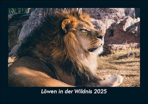 Löwen in der Wildnis 2025 Fotokalender DIN A5: Monatskalender mit Bild-Motiven von Haustieren, Bauernhof, wilden Tieren und Raubtieren Löwen in der Wildnis 2025 Fotokalender DIN A5: Monatskalender mit Bild-Motiven von Haustieren, Bauernhof, wilden Tieren und Raubtieren