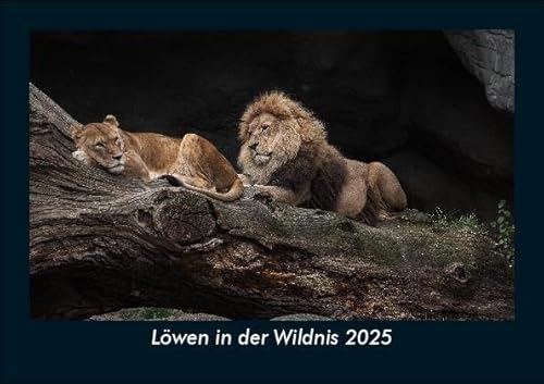 Löwen in der Wildnis 2025 Fotokalender DIN A5: Monatskalender mit Bild-Motiven von Haustieren, Bauernhof, wilden Tieren und Raubtieren Löwen in der Wildnis 2025 Fotokalender DIN A5: Monatskalender mit Bild-Motiven von Haustieren, Bauernhof, wilden Tieren und Raubtieren