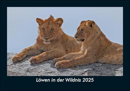 Löwen in der Wildnis 2025 Fotokalender DIN A5: Monatskalender mit Bild-Motiven von Haustieren, Bauernhof, wilden Tieren und Raubtieren Löwen in der Wildnis 2025 Fotokalender DIN A5: Monatskalender mit Bild-Motiven von Haustieren, Bauernhof, wilden Tieren und Raubtieren