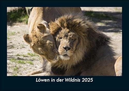 Löwen in der Wildnis 2025 Fotokalender DIN A5: Monatskalender mit Bild-Motiven von Haustieren, Bauernhof, wilden Tieren und Raubtieren Löwen in der Wildnis 2025 Fotokalender DIN A5: Monatskalender mit Bild-Motiven von Haustieren, Bauernhof, wilden Tieren und Raubtieren