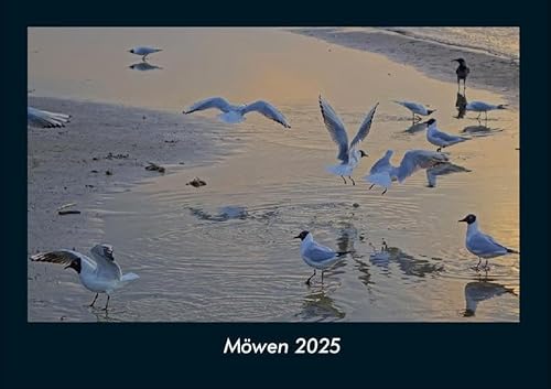 Möwen 2025 Fotokalender DIN A4: Monatskalender mit Bild-Motiven von Haustieren, Bauernhof, wilden Tieren und Raubtieren Möwen 2025 Fotokalender DIN A4: Monatskalender mit Bild-Motiven von Haustieren, Bauernhof, wilden Tieren und Raubtieren