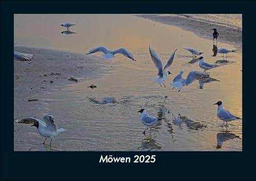 Möwen 2025 Fotokalender DIN A5: Monatskalender mit Bild-Motiven von Haustieren, Bauernhof, wilden Tieren und Raubtieren Möwen 2025 Fotokalender DIN A5: Monatskalender mit Bild-Motiven von Haustieren, Bauernhof, wilden Tieren und Raubtieren