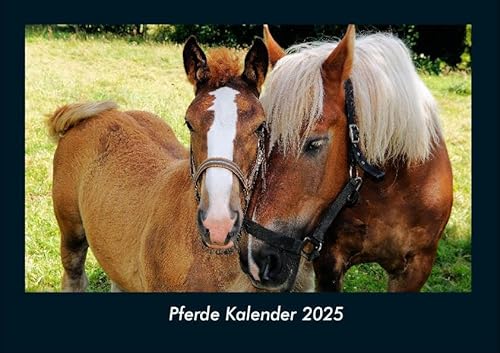 Pferde Kalender 2025 Fotokalender DIN A4: Monatskalender mit Bild-Motiven von Haustieren, Bauernhof, wilden Tieren und Raubtieren Pferde Kalender 2025 Fotokalender DIN A4: Monatskalender mit Bild-Motiven von Haustieren, Bauernhof, wilden Tieren und Raubtieren