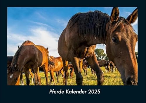 Pferde Kalender 2025 Fotokalender DIN A4: Monatskalender mit Bild-Motiven von Haustieren, Bauernhof, wilden Tieren und Raubtieren Pferde Kalender 2025 Fotokalender DIN A4: Monatskalender mit Bild-Motiven von Haustieren, Bauernhof, wilden Tieren und Raubtieren