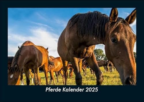 Pferde Kalender 2025 Fotokalender DIN A5: Monatskalender mit Bild-Motiven von Haustieren, Bauernhof, wilden Tieren und Raubtieren Pferde Kalender 2025 Fotokalender DIN A5: Monatskalender mit Bild-Motiven von Haustieren, Bauernhof, wilden Tieren und Raubtieren