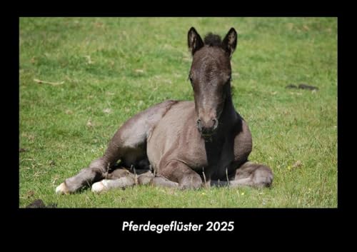 Pferdegeflüster 2025 Fotokalender DIN A3: Monatskalender mit Bild-Motiven von Haustieren, Bauernhof, wilden Tieren und Raubtieren Pferdegeflüster 2025 Fotokalender DIN A3: Monatskalender mit Bild-Motiven von Haustieren, Bauernhof, wilden Tieren und Raubtieren
