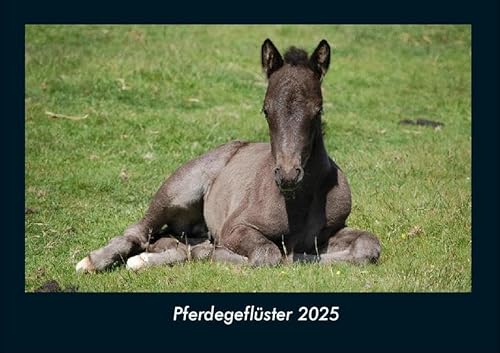 Pferdegeflüster 2025 Fotokalender DIN A4: Monatskalender mit Bild-Motiven von Haustieren, Bauernhof, wilden Tieren und Raubtieren Pferdegeflüster 2025 Fotokalender DIN A4: Monatskalender mit Bild-Motiven von Haustieren, Bauernhof, wilden Tieren und Raubtieren