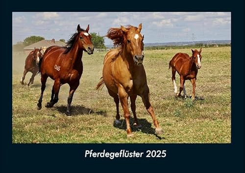 Pferdegeflüster 2025 Fotokalender DIN A4: Monatskalender mit Bild-Motiven von Haustieren, Bauernhof, wilden Tieren und Raubtieren Pferdegeflüster 2025 Fotokalender DIN A4: Monatskalender mit Bild-Motiven von Haustieren, Bauernhof, wilden Tieren und Raubtieren