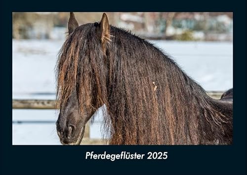 Pferdegeflüster 2025 Fotokalender DIN A4: Monatskalender mit Bild-Motiven von Haustieren, Bauernhof, wilden Tieren und Raubtieren Pferdegeflüster 2025 Fotokalender DIN A4: Monatskalender mit Bild-Motiven von Haustieren, Bauernhof, wilden Tieren und Raubtieren