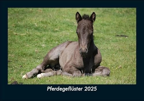 Pferdegeflüster 2025 Fotokalender DIN A5: Monatskalender mit Bild-Motiven von Haustieren, Bauernhof, wilden Tieren und Raubtieren Pferdegeflüster 2025 Fotokalender DIN A5: Monatskalender mit Bild-Motiven von Haustieren, Bauernhof, wilden Tieren und Raubtieren