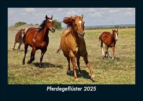Pferdegeflüster 2025 Fotokalender DIN A5: Monatskalender mit Bild-Motiven von Haustieren, Bauernhof, wilden Tieren und Raubtieren Pferdegeflüster 2025 Fotokalender DIN A5: Monatskalender mit Bild-Motiven von Haustieren, Bauernhof, wilden Tieren und Raubtieren