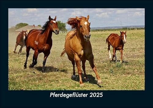 Pferdegeflüster 2025 Fotokalender DIN A5: Monatskalender mit Bild-Motiven von Haustieren, Bauernhof, wilden Tieren und Raubtieren Pferdegeflüster 2025 Fotokalender DIN A5: Monatskalender mit Bild-Motiven von Haustieren, Bauernhof, wilden Tieren und Raubtieren