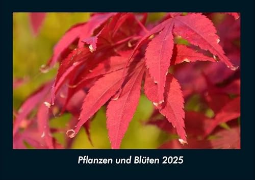 Pflanzen und Blüten 2025 Fotokalender DIN A4: Monatskalender mit Bild-Motiven aus Fauna und Flora, Natur, Blumen und Pflanzen Pflanzen und Blüten 2025 Fotokalender DIN A4: Monatskalender mit Bild-Motiven aus Fauna und Flora, Natur, Blumen und Pflanzen