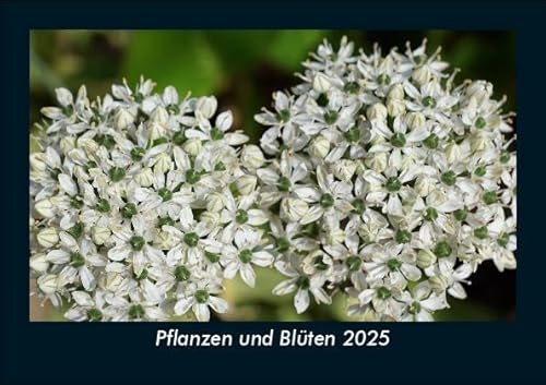 Pflanzen und Blüten 2025 Fotokalender DIN A5: Monatskalender mit Bild-Motiven aus Fauna und Flora, Natur, Blumen und Pflanzen Pflanzen und Blüten 2025 Fotokalender DIN A5: Monatskalender mit Bild-Motiven aus Fauna und Flora, Natur, Blumen und Pflanzen