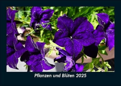Pflanzen und Blüten 2025 Fotokalender DIN A5: Monatskalender mit Bild-Motiven aus Fauna und Flora, Natur, Blumen und Pflanzen Pflanzen und Blüten 2025 Fotokalender DIN A5: Monatskalender mit Bild-Motiven aus Fauna und Flora, Natur, Blumen und Pflanzen
