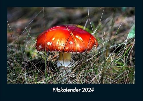 Pilzkalender 2024 Fotokalender DIN A4: Monatskalender mit Bild-Motiven aus Fauna und Flora, Natur, Blumen und Pflanzen Pilzkalender 2024 Fotokalender DIN A4: Monatskalender mit Bild-Motiven aus Fauna und Flora, Natur, Blumen und Pflanzen