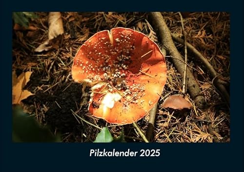 Pilzkalender 2025 Fotokalender DIN A4: Monatskalender mit Bild-Motiven aus Fauna und Flora, Natur, Blumen und Pflanzen Pilzkalender 2025 Fotokalender DIN A4: Monatskalender mit Bild-Motiven aus Fauna und Flora, Natur, Blumen und Pflanzen