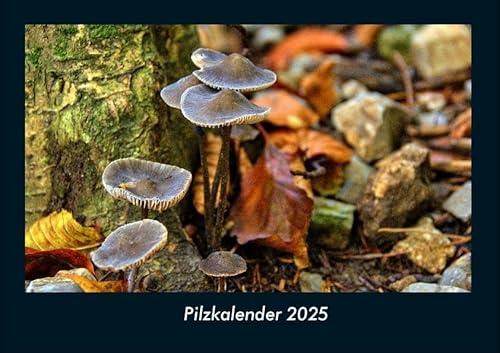 Pilzkalender 2025 Fotokalender DIN A4: Monatskalender mit Bild-Motiven aus Fauna und Flora, Natur, Blumen und Pflanzen Pilzkalender 2025 Fotokalender DIN A4: Monatskalender mit Bild-Motiven aus Fauna und Flora, Natur, Blumen und Pflanzen