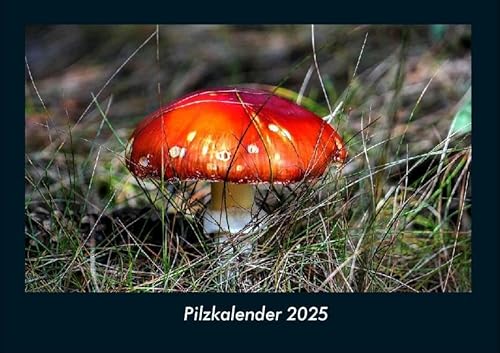 Pilzkalender 2025 Fotokalender DIN A4: Monatskalender mit Bild-Motiven aus Fauna und Flora, Natur, Blumen und Pflanzen Pilzkalender 2025 Fotokalender DIN A4: Monatskalender mit Bild-Motiven aus Fauna und Flora, Natur, Blumen und Pflanzen