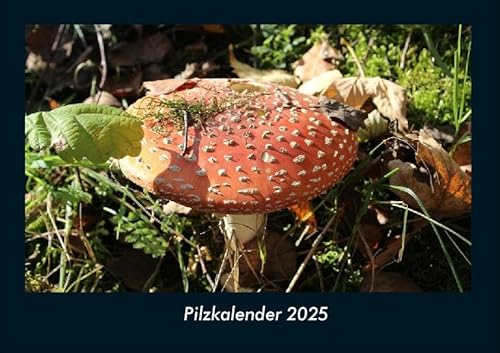 Pilzkalender 2025 Fotokalender DIN A4: Monatskalender mit Bild-Motiven aus Fauna und Flora, Natur, Blumen und Pflanzen Pilzkalender 2025 Fotokalender DIN A4: Monatskalender mit Bild-Motiven aus Fauna und Flora, Natur, Blumen und Pflanzen