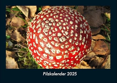 Pilzkalender 2025 Fotokalender DIN A4: Monatskalender mit Bild-Motiven aus Fauna und Flora, Natur, Blumen und Pflanzen Pilzkalender 2025 Fotokalender DIN A4: Monatskalender mit Bild-Motiven aus Fauna und Flora, Natur, Blumen und Pflanzen