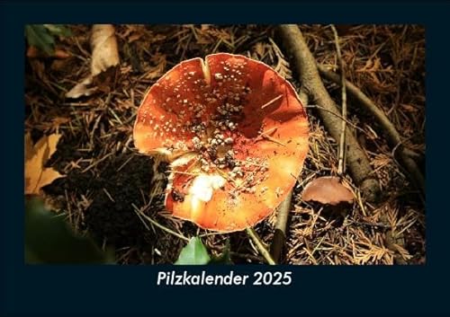 Pilzkalender 2025 Fotokalender DIN A5: Monatskalender mit Bild-Motiven aus Fauna und Flora, Natur, Blumen und Pflanzen Pilzkalender 2025 Fotokalender DIN A5: Monatskalender mit Bild-Motiven aus Fauna und Flora, Natur, Blumen und Pflanzen
