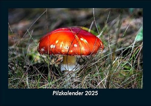 Pilzkalender 2025 Fotokalender DIN A5: Monatskalender mit Bild-Motiven aus Fauna und Flora, Natur, Blumen und Pflanzen Pilzkalender 2025 Fotokalender DIN A5: Monatskalender mit Bild-Motiven aus Fauna und Flora, Natur, Blumen und Pflanzen