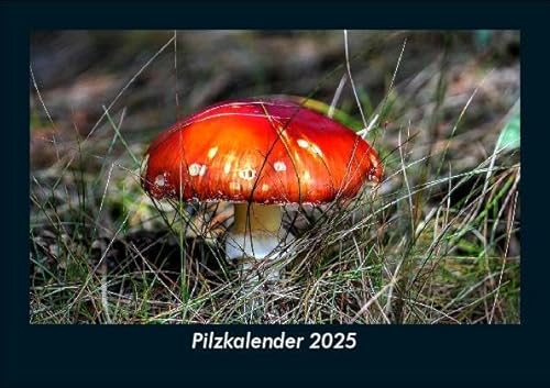 Pilzkalender 2025 Fotokalender DIN A5: Monatskalender mit Bild-Motiven aus Fauna und Flora, Natur, Blumen und Pflanzen Pilzkalender 2025 Fotokalender DIN A5: Monatskalender mit Bild-Motiven aus Fauna und Flora, Natur, Blumen und Pflanzen
