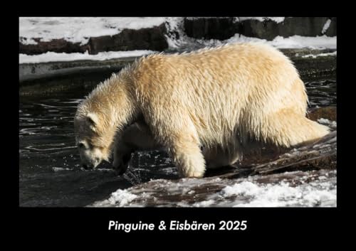Pinguine & Eisbären 2025 Fotokalender DIN A3: Monatskalender mit Bild-Motiven von Haustieren, Bauernhof, wilden Tieren und Raubtieren Pinguine & Eisbären 2025 Fotokalender DIN A3: Monatskalender mit Bild-Motiven von Haustieren, Bauernhof, wilden Tieren und Raubtieren