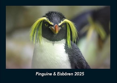 Pinguine & Eisbären 2025 Fotokalender DIN A4: Monatskalender mit Bild-Motiven von Haustieren, Bauernhof, wilden Tieren und Raubtieren Pinguine & Eisbären 2025 Fotokalender DIN A4: Monatskalender mit Bild-Motiven von Haustieren, Bauernhof, wilden Tieren und Raubtieren
