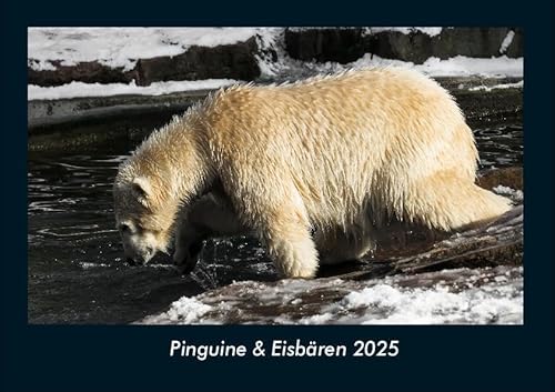 Pinguine & Eisbären 2025 Fotokalender DIN A4: Monatskalender mit Bild-Motiven von Haustieren, Bauernhof, wilden Tieren und Raubtieren Pinguine & Eisbären 2025 Fotokalender DIN A4: Monatskalender mit Bild-Motiven von Haustieren, Bauernhof, wilden Tieren und Raubtieren