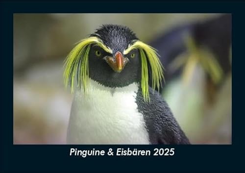 Pinguine & Eisbären 2025 Fotokalender DIN A5: Monatskalender mit Bild-Motiven von Haustieren, Bauernhof, wilden Tieren und Raubtieren Pinguine & Eisbären 2025 Fotokalender DIN A5: Monatskalender mit Bild-Motiven von Haustieren, Bauernhof, wilden Tieren und Raubtieren