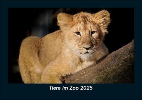 Tiere im Zoo 2025 Fotokalender DIN A5: Monatskalender mit Bild-Motiven von Haustieren, Bauernhof, wilden Tieren und Raubtieren Tiere im Zoo 2025 Fotokalender DIN A5: Monatskalender mit Bild-Motiven von Haustieren, Bauernhof, wilden Tieren und Raubtieren