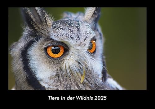Tiere in der Wildnis 2025 Fotokalender DIN A3: Monatskalender mit Bild-Motiven von Haustieren, Bauernhof, wilden Tieren und Raubtieren Tiere in der Wildnis 2025 Fotokalender DIN A3: Monatskalender mit Bild-Motiven von Haustieren, Bauernhof, wilden Tieren und Raubtieren